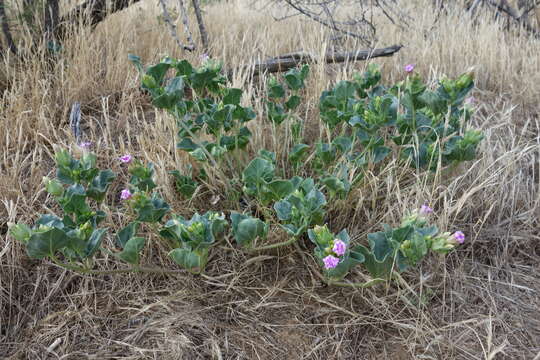 Image de Mirabilis multiflora (Torr.) Gray