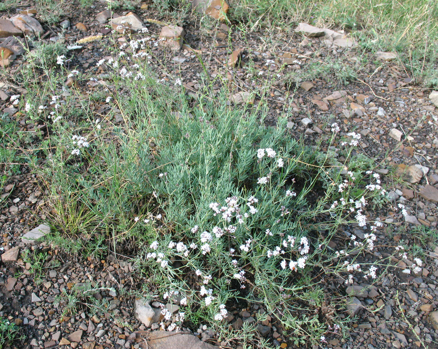 Слика од Gypsophila capitata Bieb.