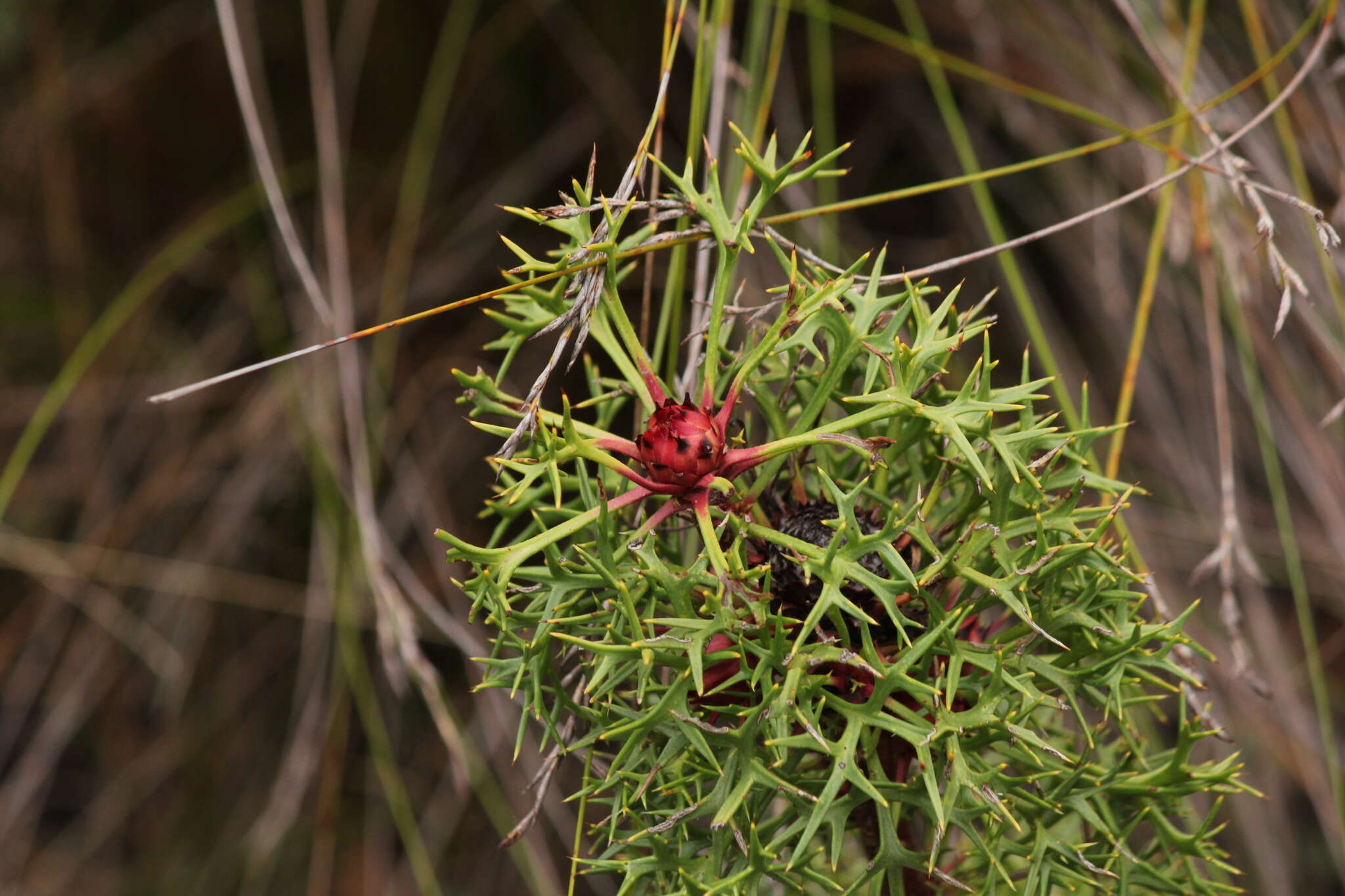 Imagem de Isopogon ceratophyllus R. Br.