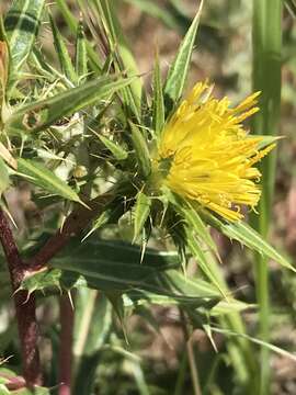 Image of Berkheya pinnatifida (Thunb.) Thell.