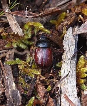 Image of Corynophyllus