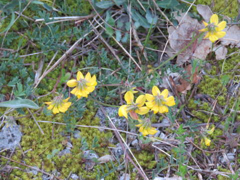 Image de Coronilla valentina L.