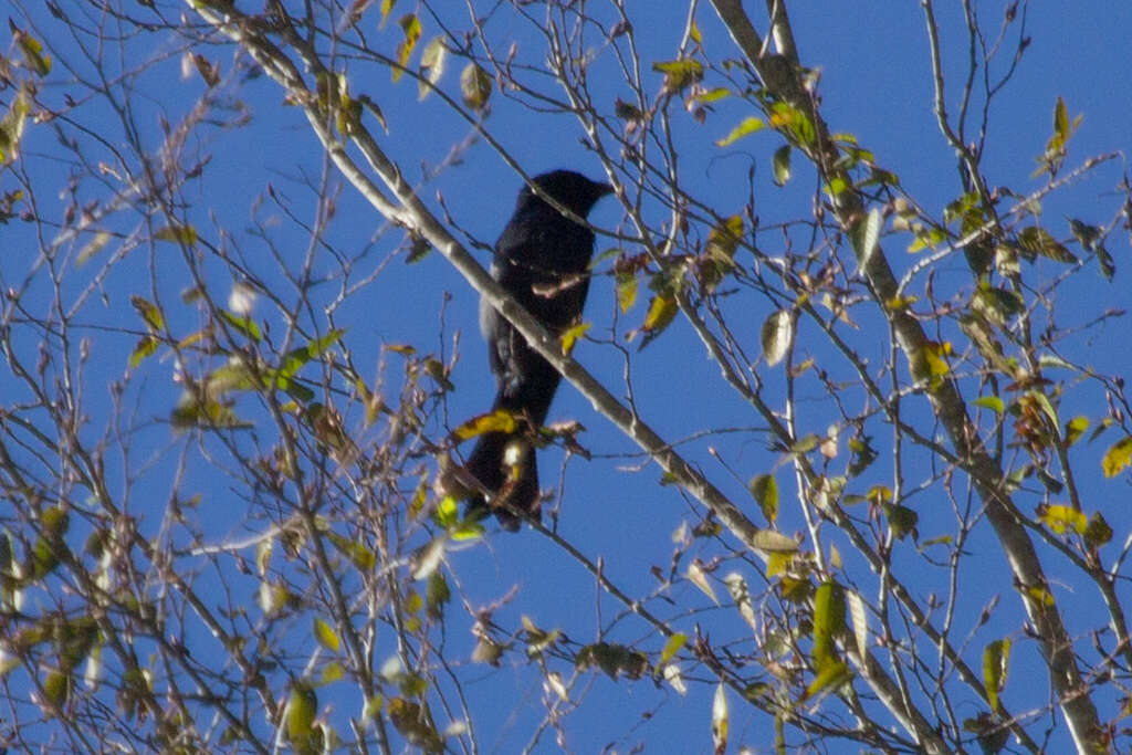 Image de Drongo bronzé