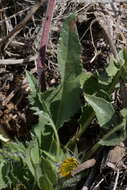 Image of serrate balsamroot