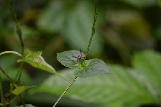 Image of Stenodyneriellus