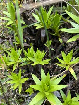 Image of Gentianella selaginifolia (Griseb.) Fabris