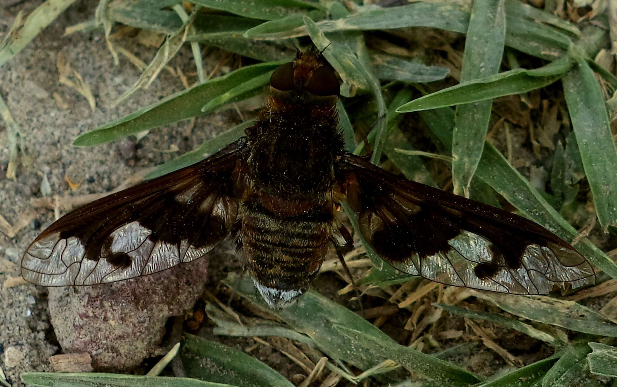 Image of Exoprosopa pueblensis Jaennicke 1867