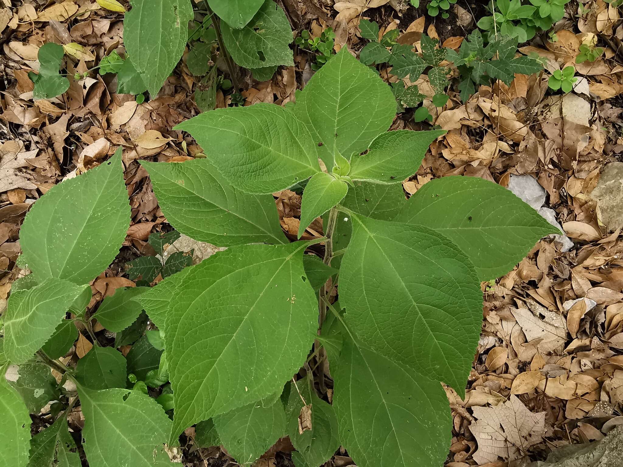 Image de Greenmaniella resinosa (S. Wats.) Sharp