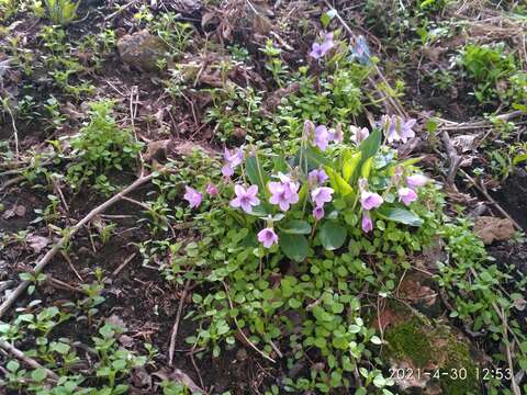 Image of Viola prionantha Bunge