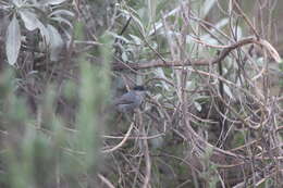 Image of Coastal California gnatcatcher