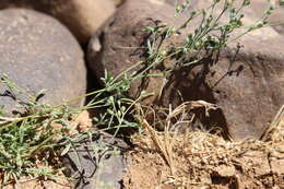 Image of Polycarpaea robbairea subsp. robbairea