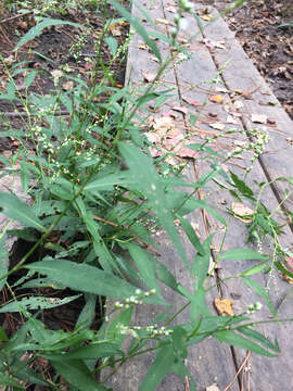 Image of Swamp Smartweed