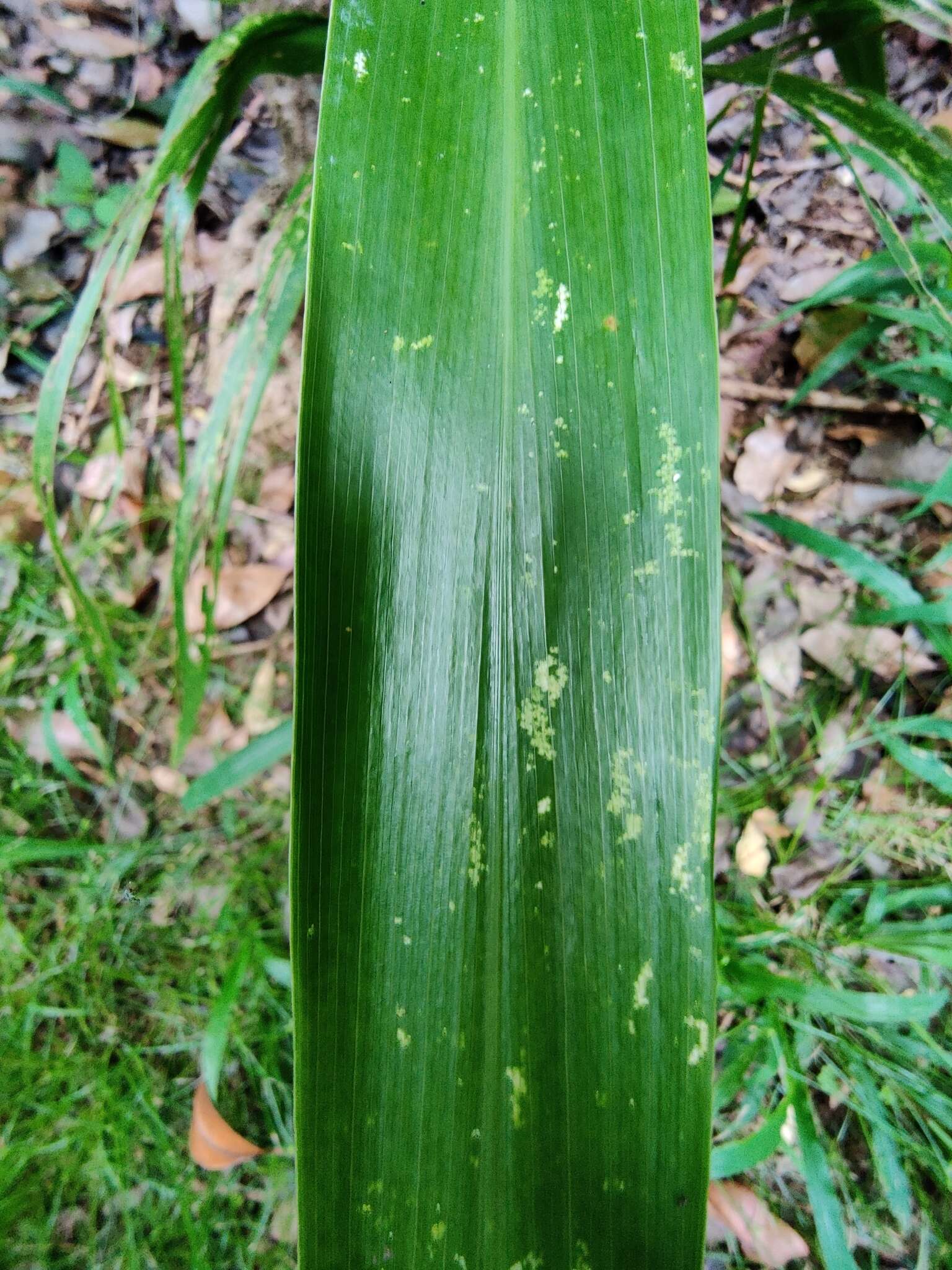 Image of Cordyline obtecta (Graham) Baker