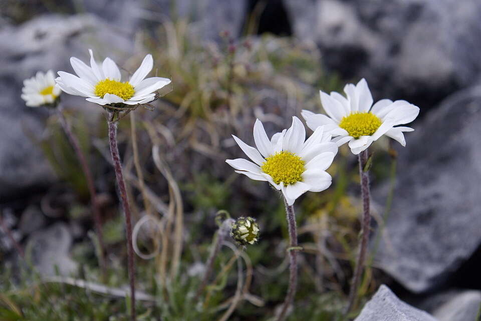 Слика од Arctanthemum integrifolium (Richards.) Tzvel.