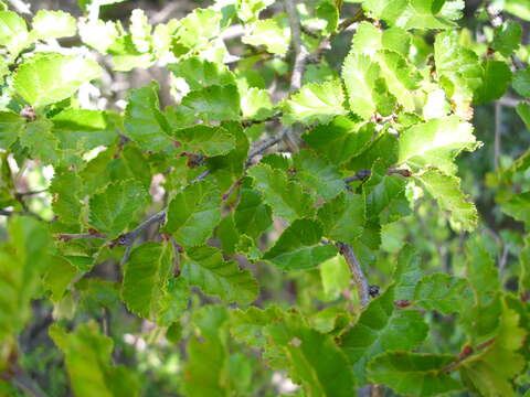 Image of Antarctic Beech