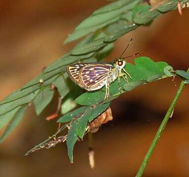 Слика од Vehilius seriatus