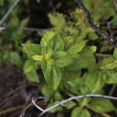 Sivun Melanthera robusta (Makino) K. Ohashi & H. Ohashi kuva