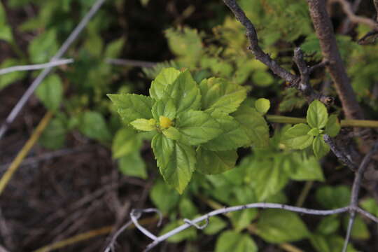 Image de Melanthera robusta (Makino) K. Ohashi & H. Ohashi