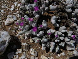 Imagem de Gibbaeum pubescens (Lettsom ex Haw.) N. E. Br.