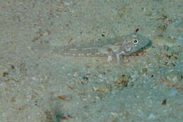 Sivun Fusigobius duospilus Hoese & Reader 1985 kuva