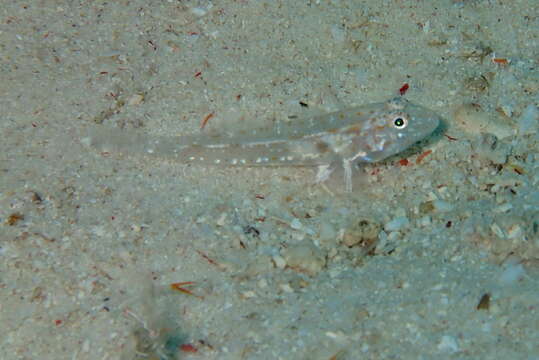 Fusigobius duospilus Hoese & Reader 1985 resmi