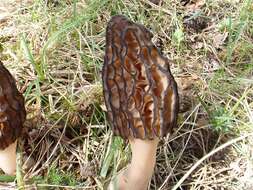 Image of Black Morel