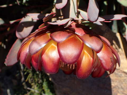 Image of Protea effusa E. Mey. ex Meissn.