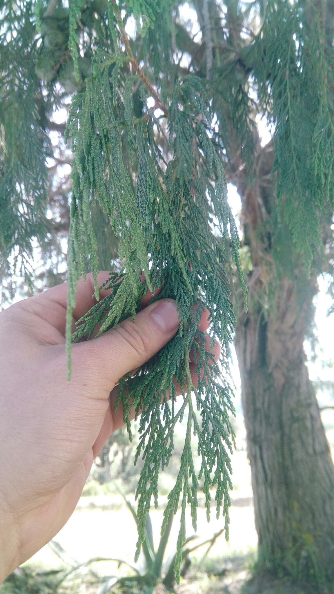 صورة Juniperus flaccida var. poblana Martínez
