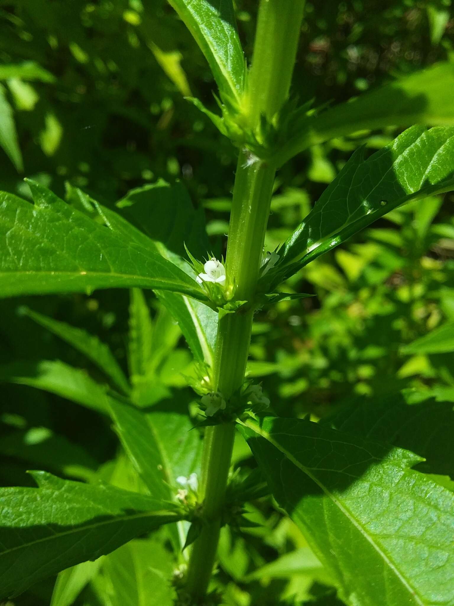 Image of Australian gypsywort