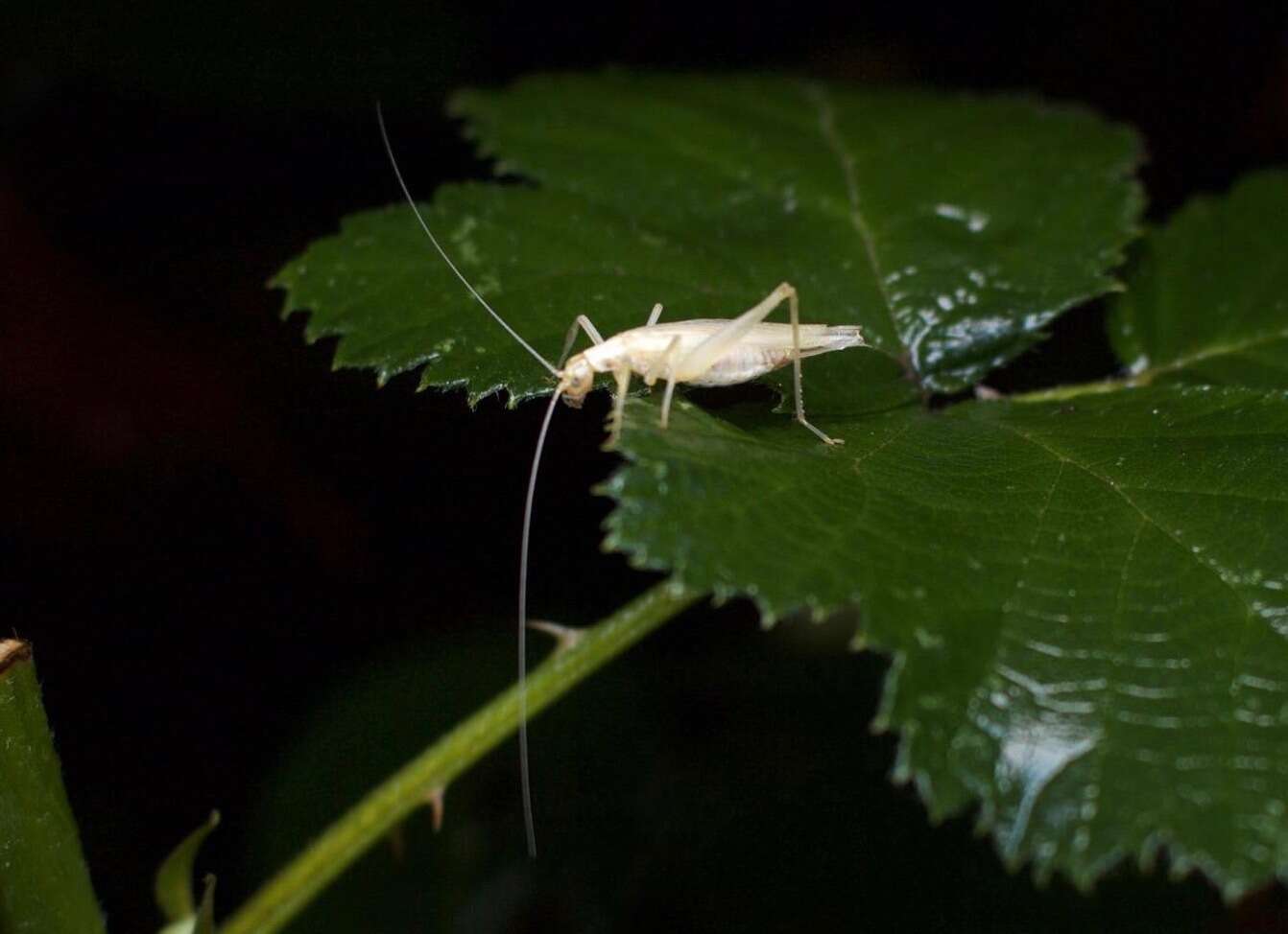 Imagem de Oecanthus californicus Saussure 1874