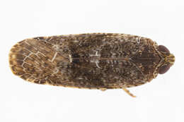 Image of Catonia carolina Metcalf 1923