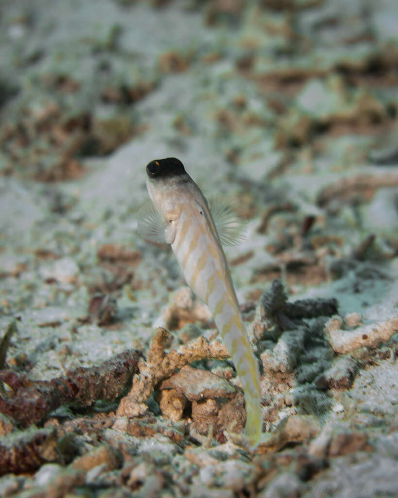 Image of Goldspecs jawfish