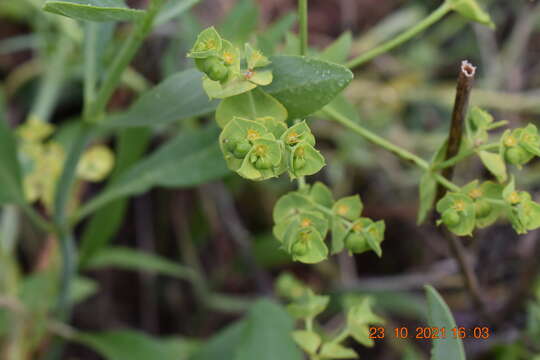 Image of Euphorbia genistoides P. J. Bergius