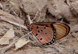 Acraea stenobea Wallengren 1860 resmi