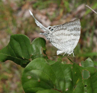 Image of Neomyrina hiemalis (Godman & Salvin 1878)