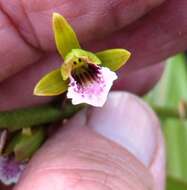 Image of Acrolophia capensis (P. J. Bergius) Fourc.