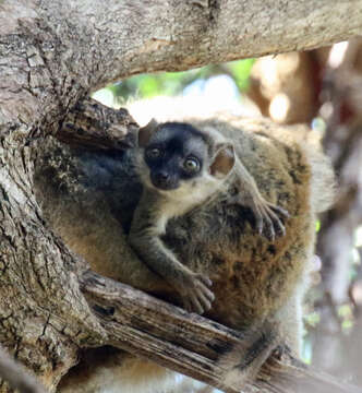 Imagem de Eulemur fulvus (É. Geoffroy Saint-Hilaire 1796)