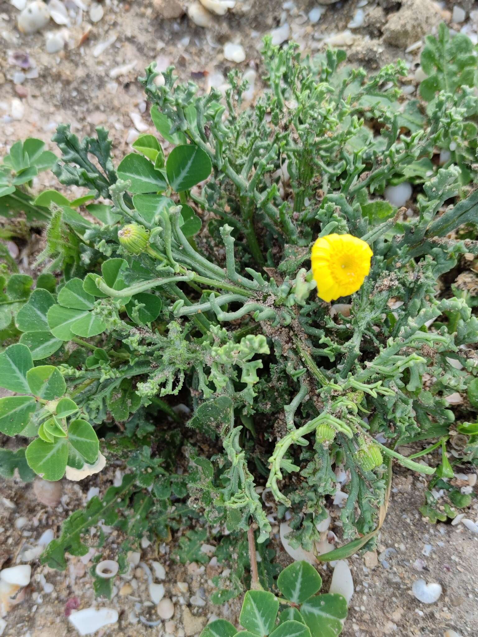 Plancia ëd Senecio glaucus L.