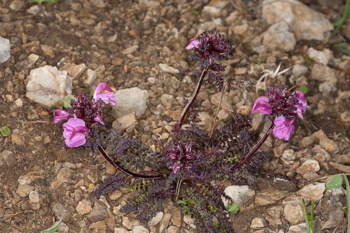 Image of beaked lousewort