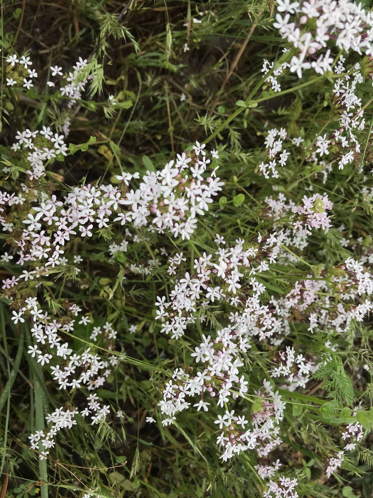 Image of longtube cornsalad