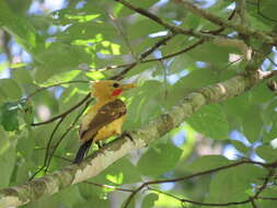 Image of Cream-colored Woodpecker