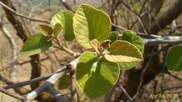 Plancia ëd Cordia macleodii Hook. fil. & Thoms.