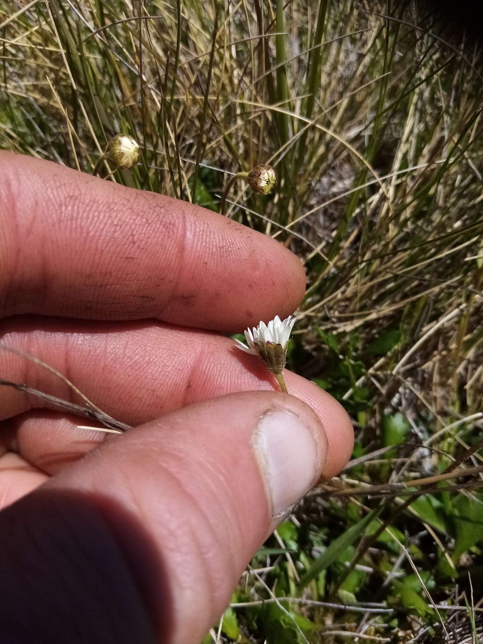 Image of Brachyscome sinclairii Hook. fil.