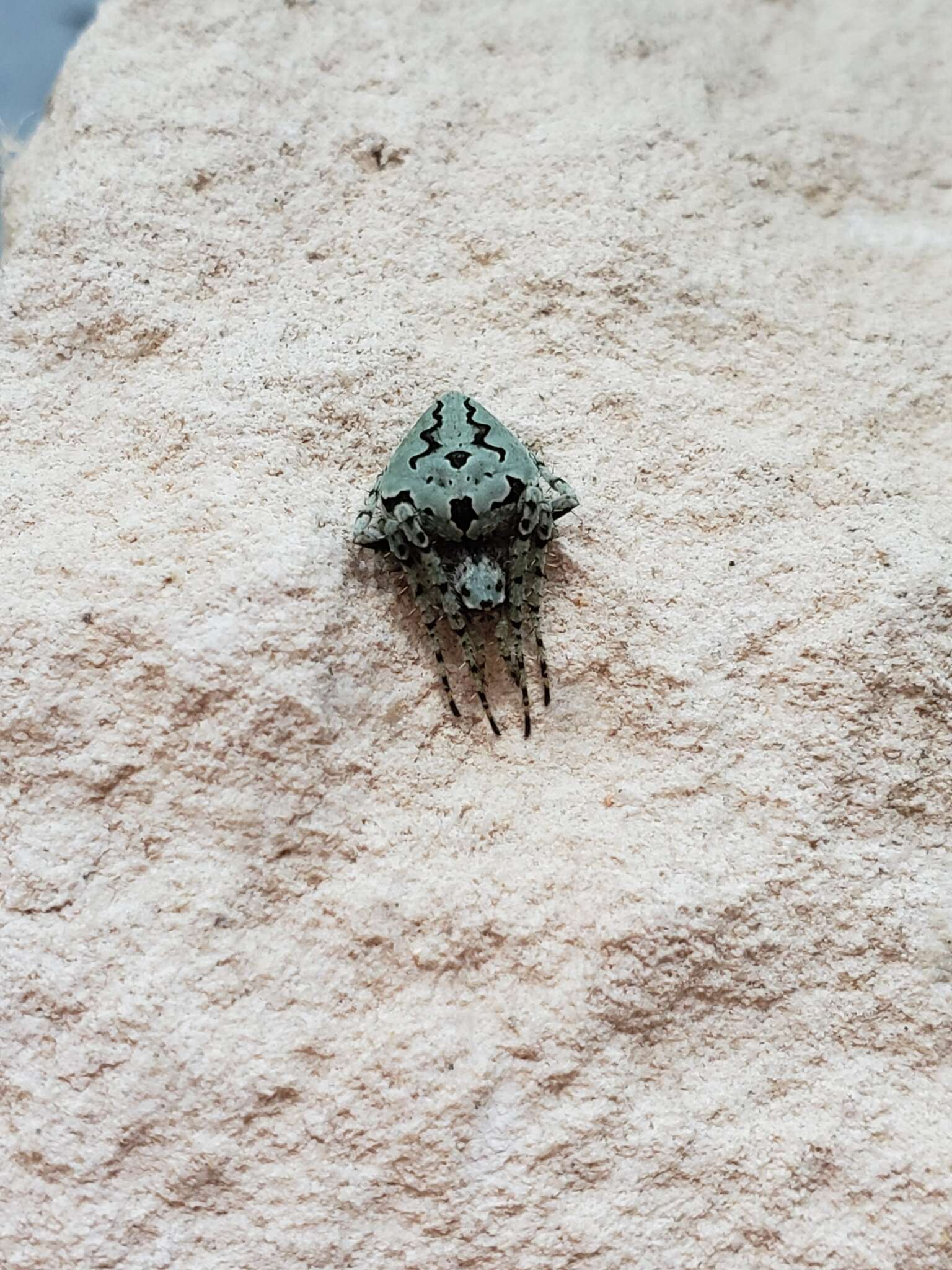 Image of Humpbacked orbweaver