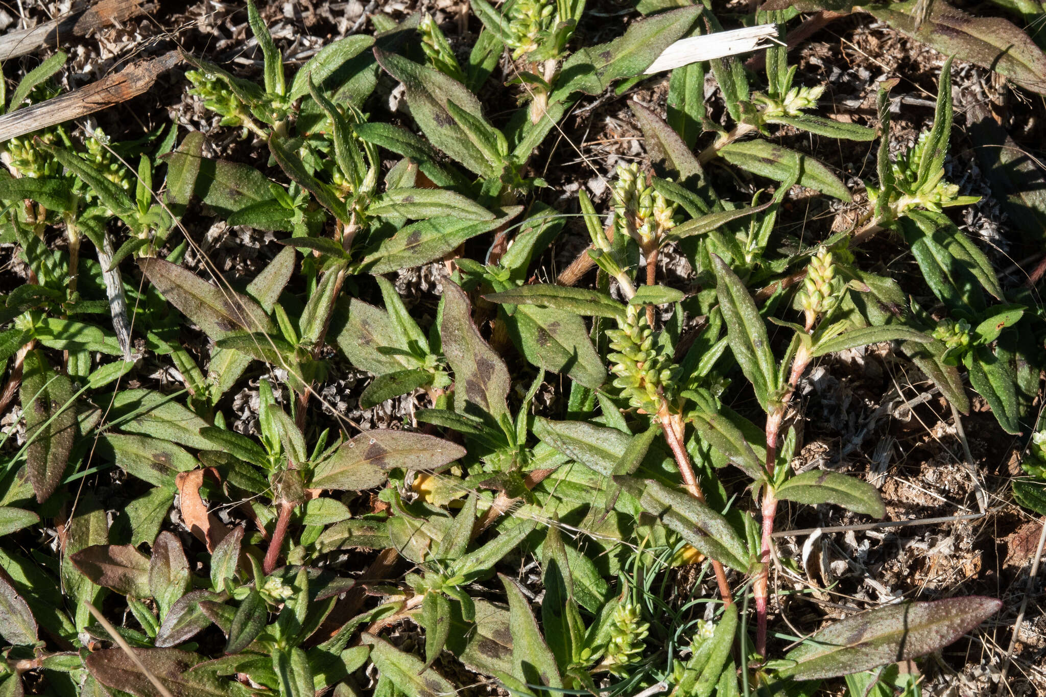 Sivun Persicaria prostrata (R. Br.) Sojak kuva