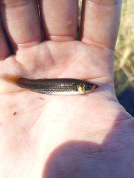 Image of Bayou Topminnow