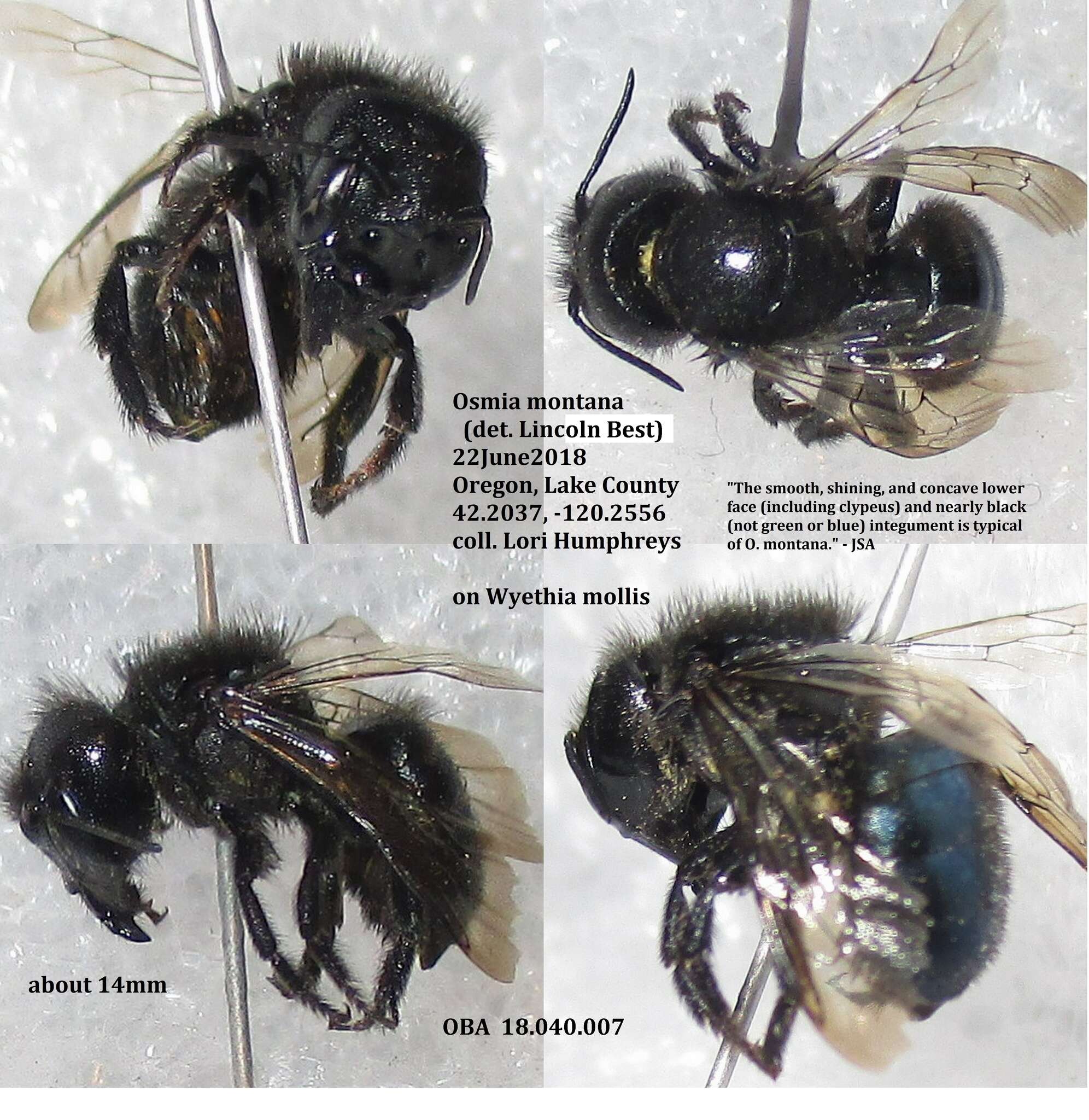 Image of Osmia montana Cresson 1864