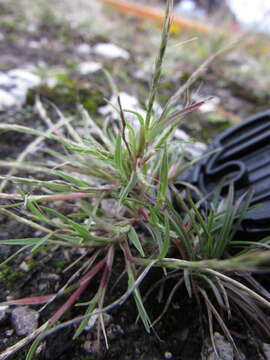 Image of sixweeks muhly