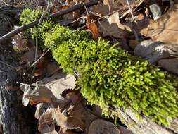 Image of leucodon moss