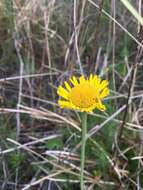 Image of southeastern sneezeweed